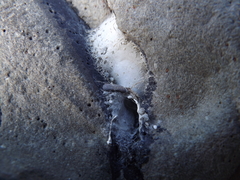 Amaurobioides