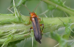 Metacantharis discoidea