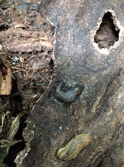 Limax cinereoniger
