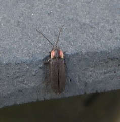 Lucidota atra