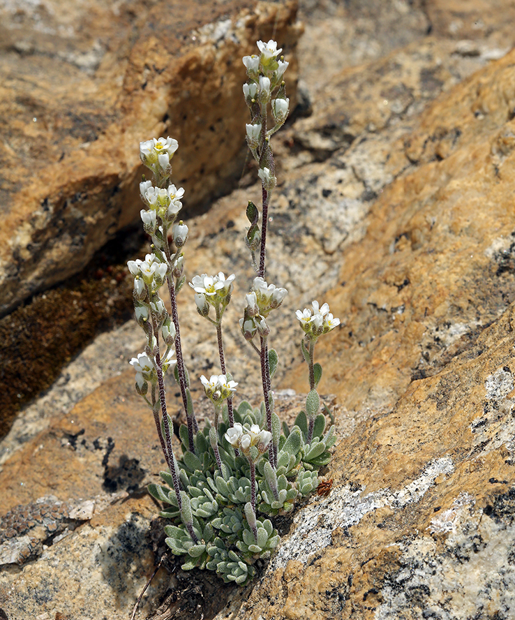 Draba breweri