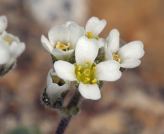 Draba breweri