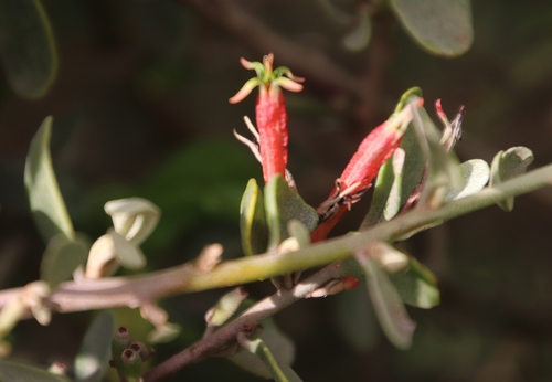 Image of Septulina glauca by (c) Tony Rebelo, some rights reserved (CC BY-SA)