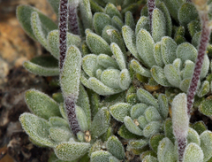 Draba breweri
