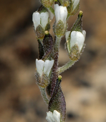 Draba breweri