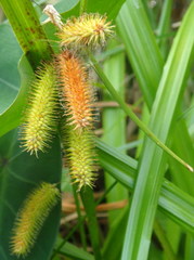 Image of Carex comosa