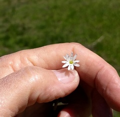 Stellaria longipes