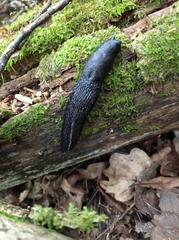 Limax cinereoniger