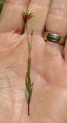 Stellaria longipes