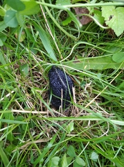 Limax cinereoniger