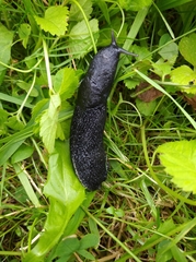 Limax cinereoniger