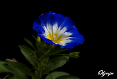 Convolvulus tricolor