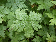 Geranium × oxonianum