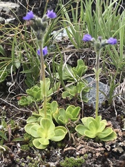 Veronica bellidioides