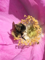 Bombus bimaculatus