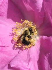 Bombus bimaculatus