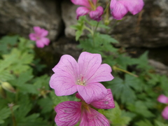 Geranium × oxonianum