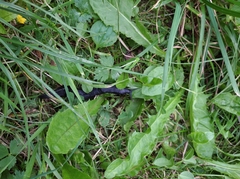 Limax cinereoniger