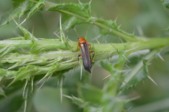 Metacantharis discoidea