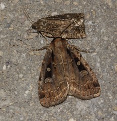 Eueretagrotis sigmoides