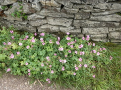Geranium × oxonianum