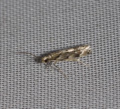 Coleotechnites piceaella