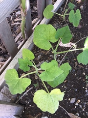 Cucurbita maxima maxima