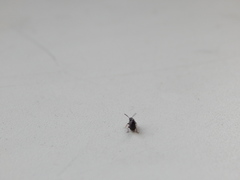 Dalotia coriaria