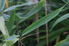 Pseudosasa japonica