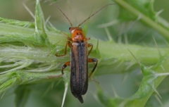 Metacantharis discoidea