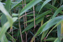 Pseudosasa japonica