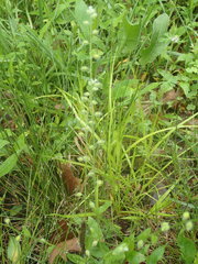 Myosotis macrosperma