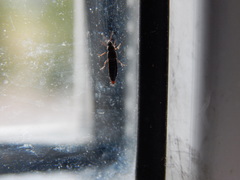 Dalotia coriaria
