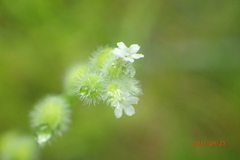 Myosotis macrosperma