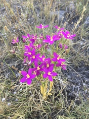 Zeltnera beyrichii