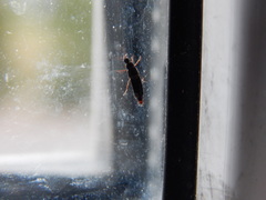 Dalotia coriaria