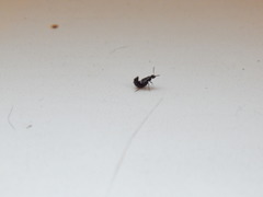 Dalotia coriaria