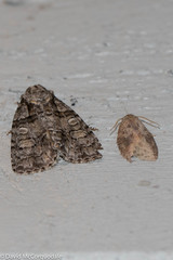 Acronicta retardata