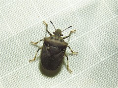 Amaurochrous cinctipes