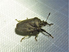 Amaurochrous cinctipes