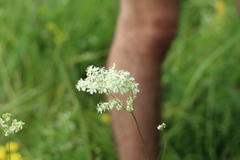 Filipendula