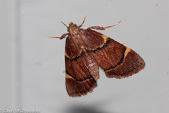 Hypsopygia thymetusalis