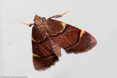 Hypsopygia thymetusalis