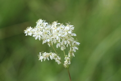 Filipendula