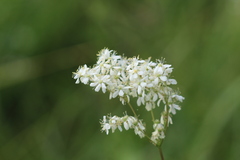 Filipendula
