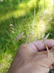 Bromus commutatus