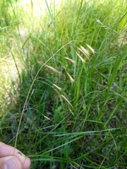 Bromus commutatus