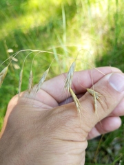 Bromus commutatus