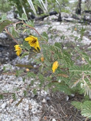 Chamaecrista lineata keyensis