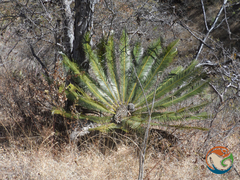 Dioon planifolium